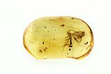 Fossil Parasitoid Wasp (Braconidae) In Baltic Amber #270649-2